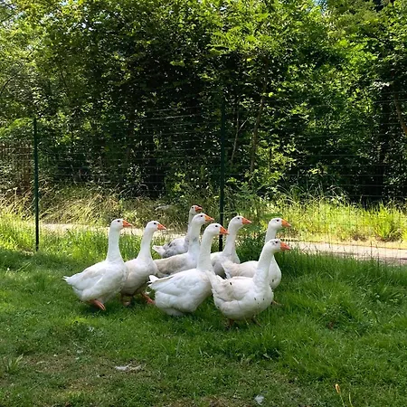 Natura Tra Bosco E Appartement